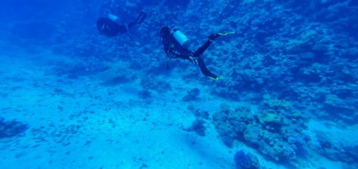 faunes marines de la vendée